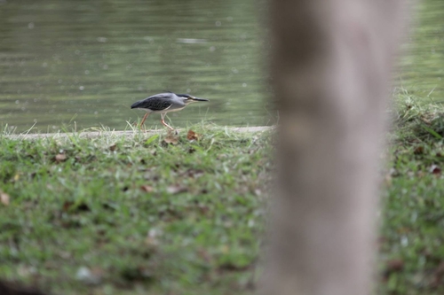 Little Heron
