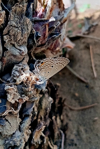 Plains Cupid