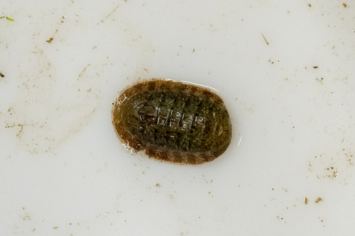 Lepidozona coreanica, 2026-05-16