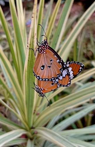 Plain Tiger Butterfly