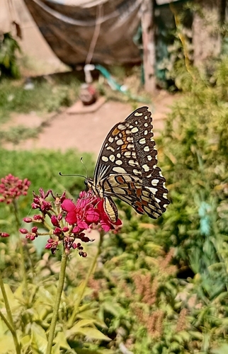 Lime Swallowtail