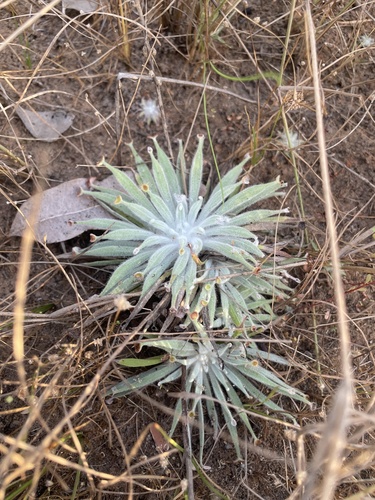 Drosera ordensis