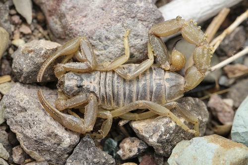 Doria Yellow Scorpion