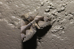 Gondysia