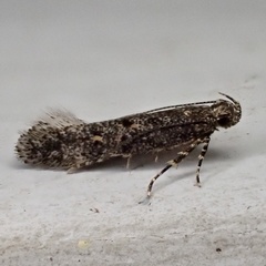 Glauce pectenalaeella