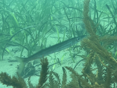 Sphyraena novaehollandiae observed 2026-05-17