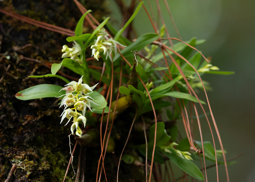 Dendrobium dixonianum Rolfe ex Downie 2
