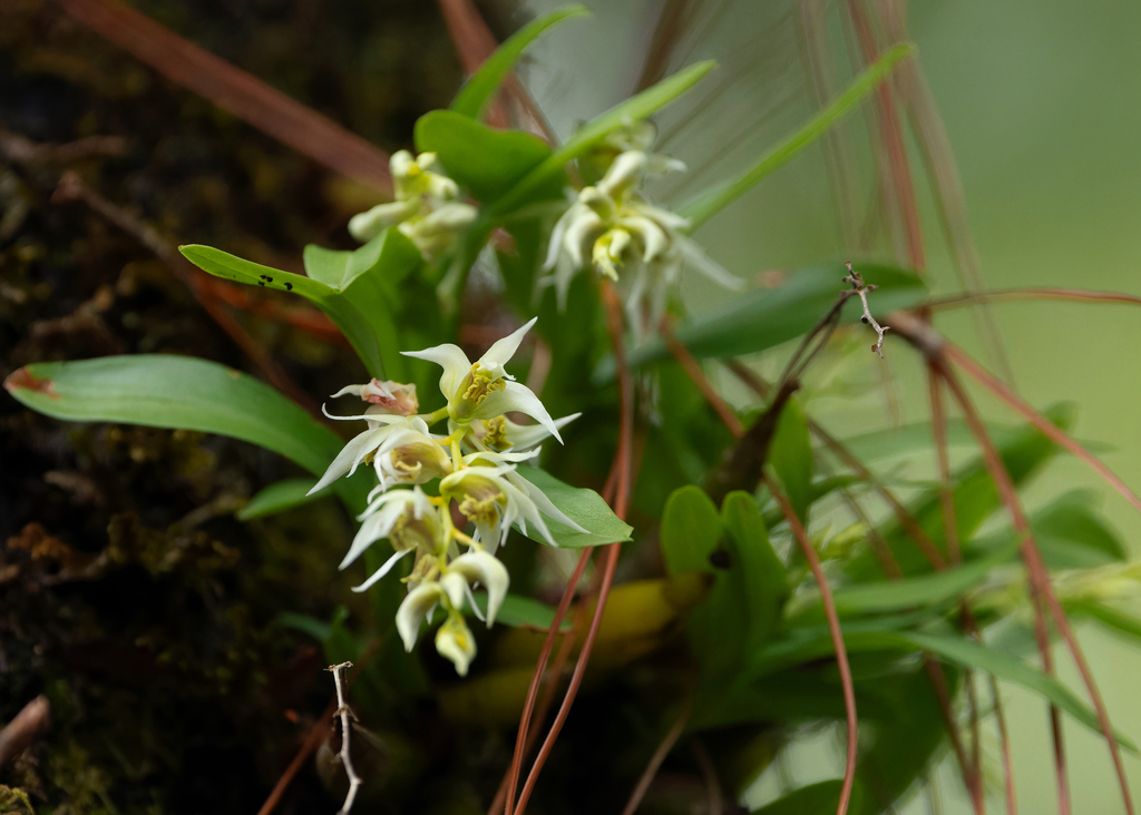 Dendrobium dixonianum Rolfe ex Downie
