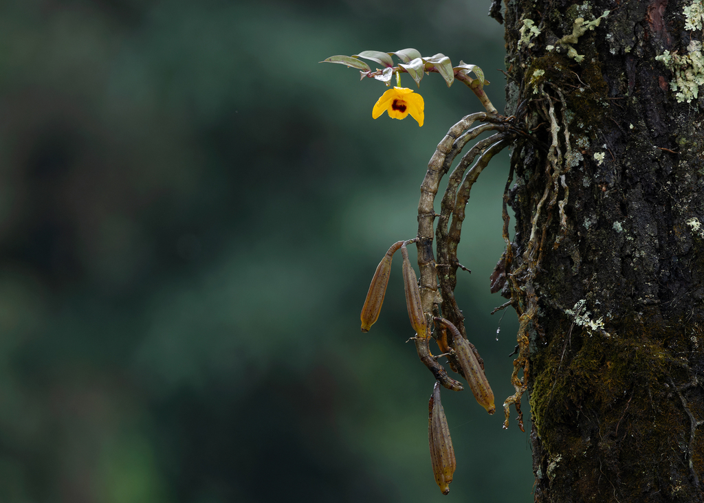 Dendrobium ochreatum Lindl. 2