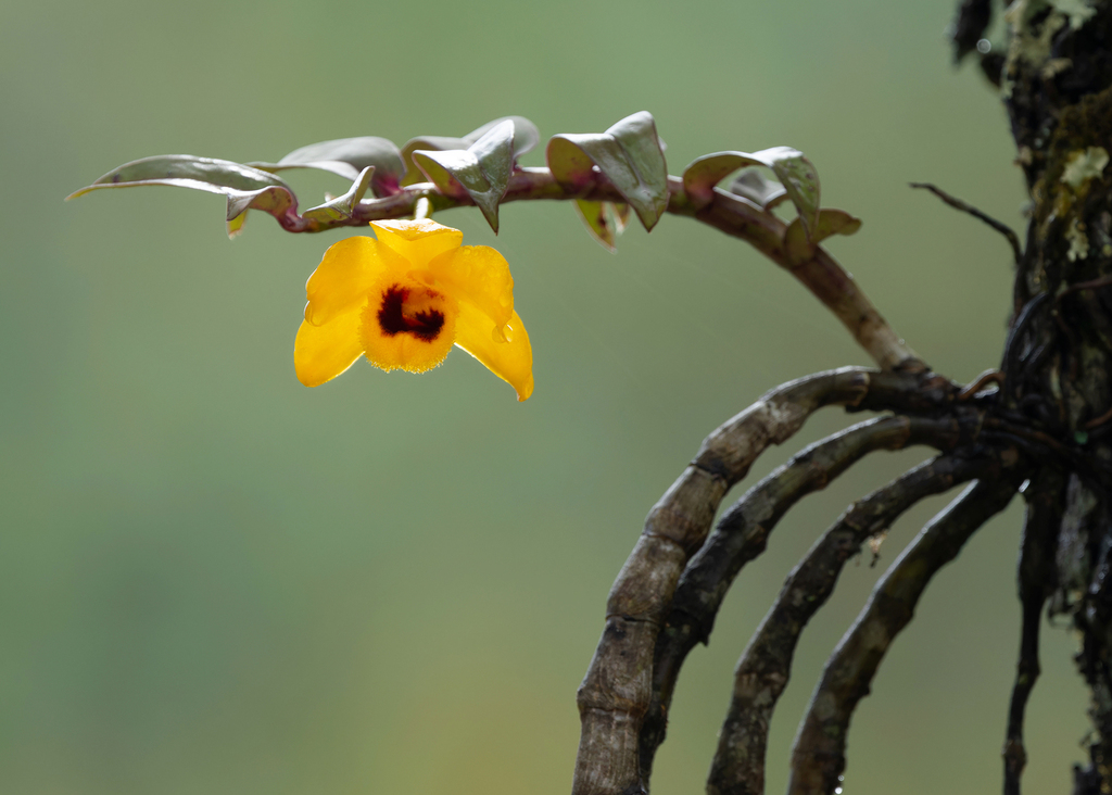 Dendrobium ochreatum Lindl.
