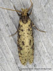 Amydria effrenatella