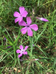 Phlox pilosa pilosa