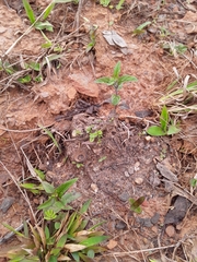 Monarda austroappalachiana