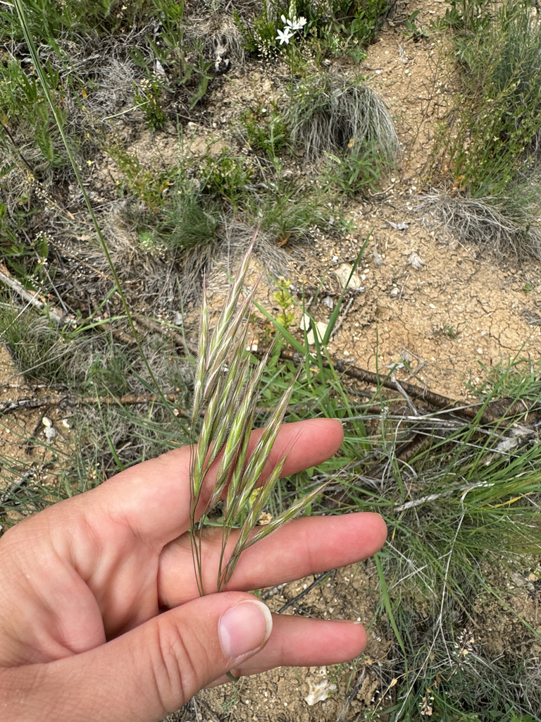 Bromus sclerophyllus
