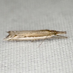 Raphiptera argillaceellus