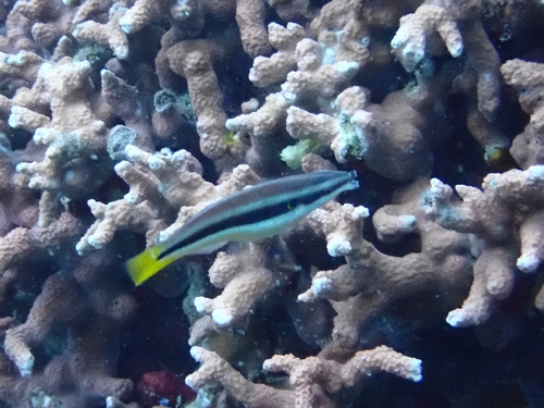 Diproctacanthus xanthurus observed 2026-05-15