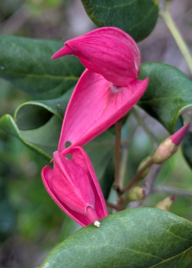 Arthroclianthus sanguineus