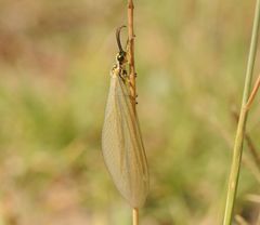 Myrmecaelurus