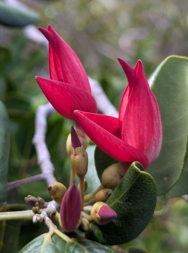 Arthroclianthus observed 2026-05-08
