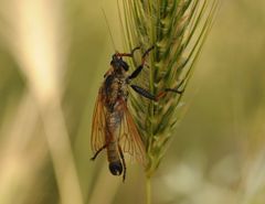 Echthistus rufinervis