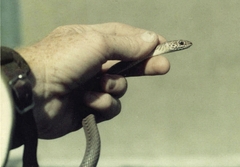 Psammophis mossambicus