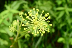 Aralia cordata