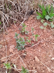 Monarda austroappalachiana
