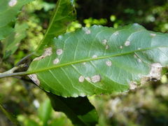 Cephaleuros lagerheimii