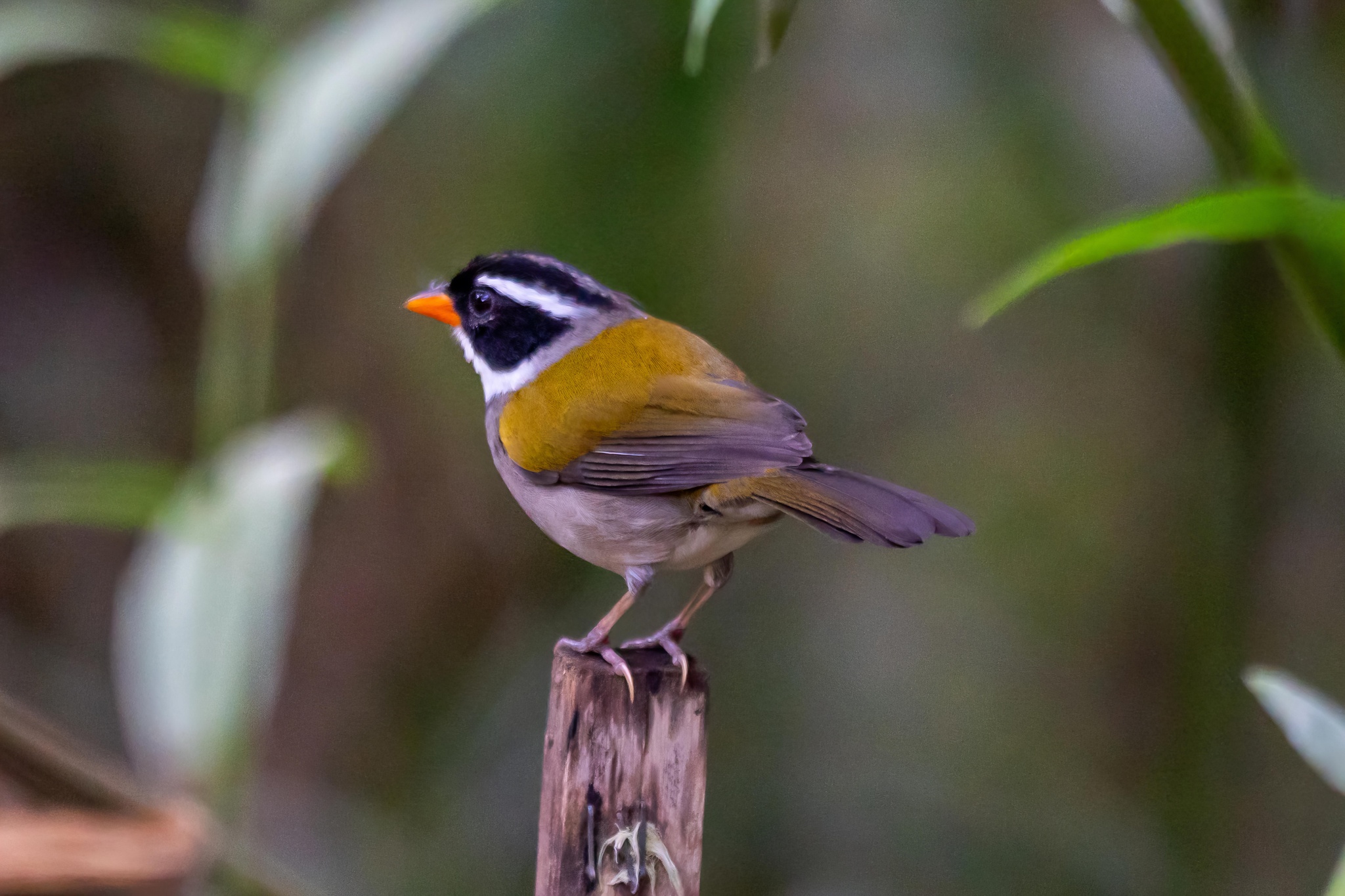 Saffron-billed Sparrow (Arremon flavirostris), photo 4