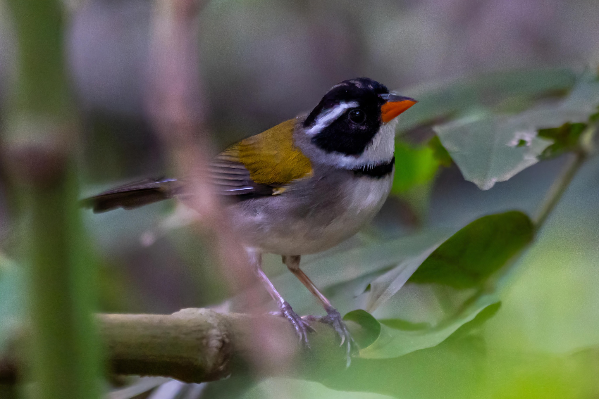 Saffron-billed Sparrow (Arremon flavirostris), photo 5