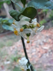 Citrus × latifolia
