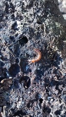 Lithobius variegatus