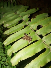 Argyrosticta decumana