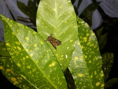 Argyrosticta decumana