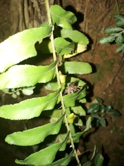 Argyrosticta decumana