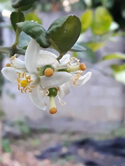 Citrus × latifolia