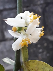 Citrus × latifolia