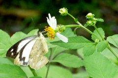 Appias indra aristoxemus