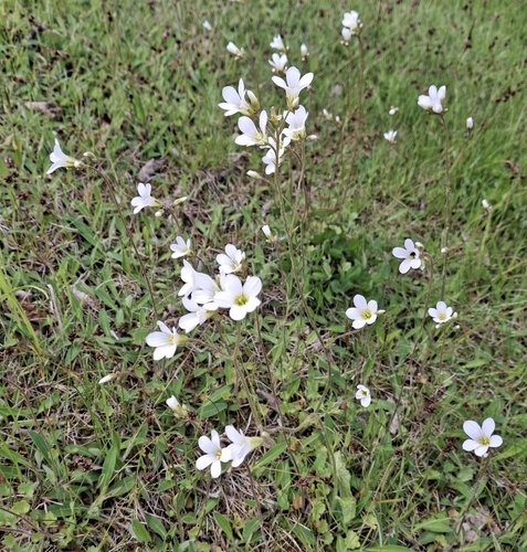 Meadow Saxifrage