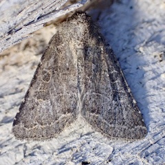 Protorthodes oviduca