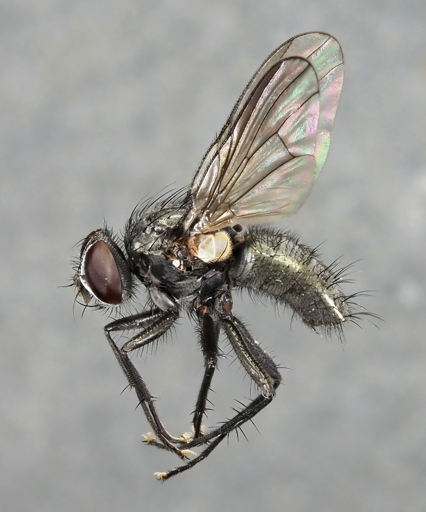 Phaonia halterata