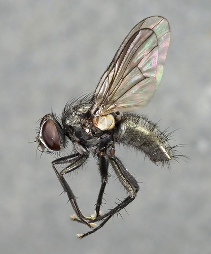 Phaonia halterata
