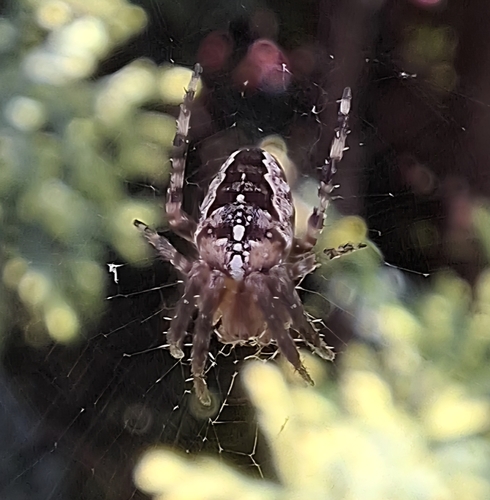 Cross Orbweaver