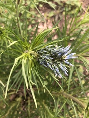 Amsonia ciliata