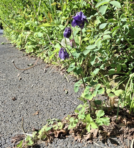 common columbine