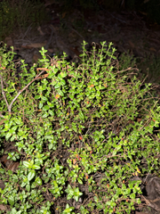 Gonocarpus teucrioides, photograph (c) Bryce Watts-Parker, some rights reserved (CC BY)