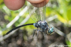 Pornothemis starrei
