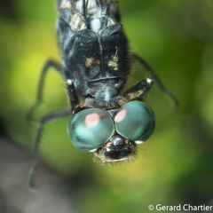 Pornothemis starrei