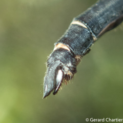 Pornothemis starrei