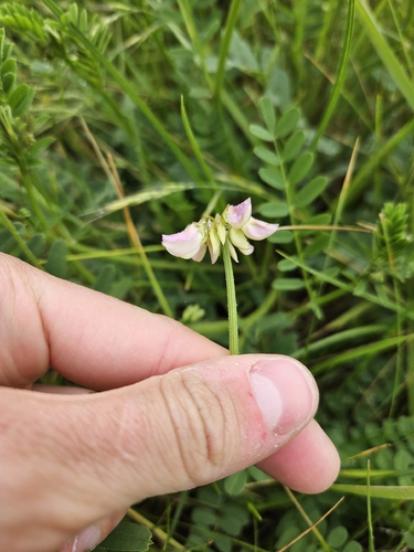 purple crownvetch